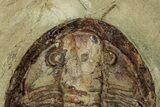 Colorful Asaphid Trilobite - Fezouata Formation #356965-2
